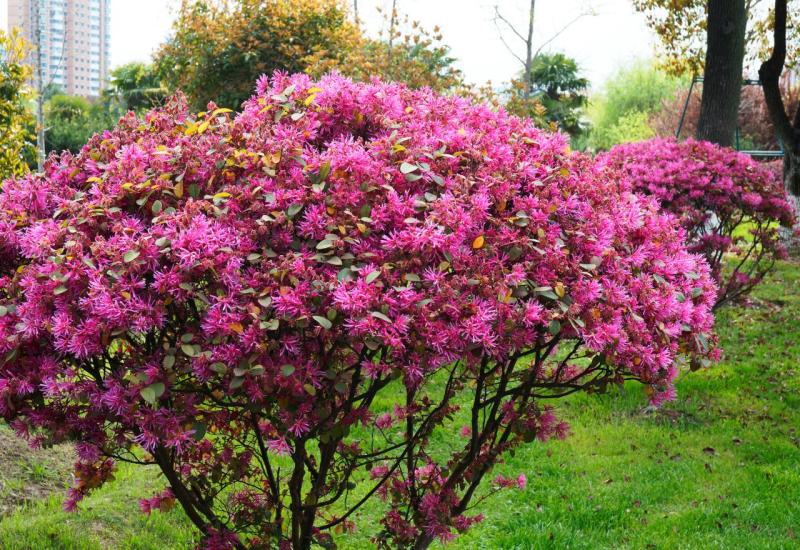 Kineski loropetalum bit će lijep i zimi - 10 ukrasnih grmova koji će oživjeti vaše dvorište 
