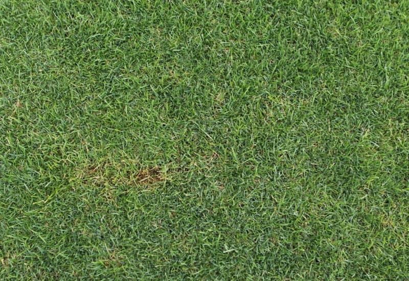 Oštećenja na travnjaku Arene Rođeni - Stručnjak za nogometne terene tvrdi: Travnjak nije posut kiselinom i ne bi trebalo biti problema s odigravanjem utakmica
