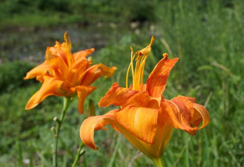 Dnevni ljiljan (Hemerocallis fulva) - Što posaditi uz proljetnice koje su ocvale? Evo 7 prijedloga