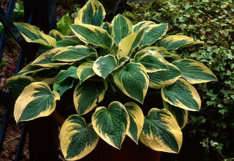 Hosta (Hosta) - Što posaditi uz proljetnice koje su ocvale? Evo 7 prijedloga