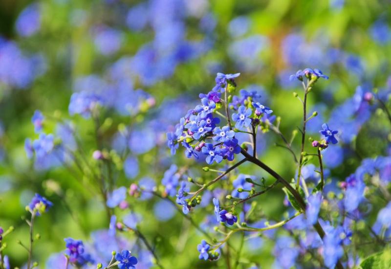 Kavkaska potočnica (Brunnera macrophylla) - Što posaditi uz proljetnice koje su ocvale? Evo 7 prijedloga