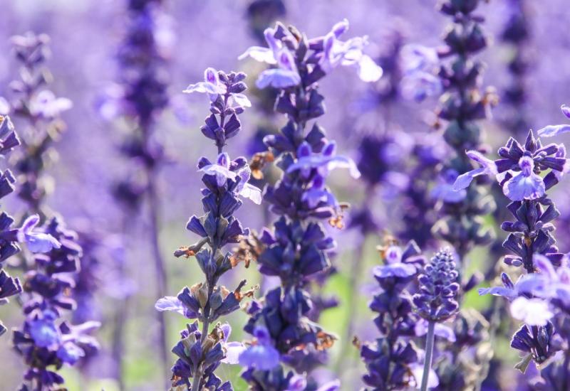 Kadulja (Salvia officinalis) - Što posaditi uz proljetnice koje su ocvale? Evo 7 prijedloga