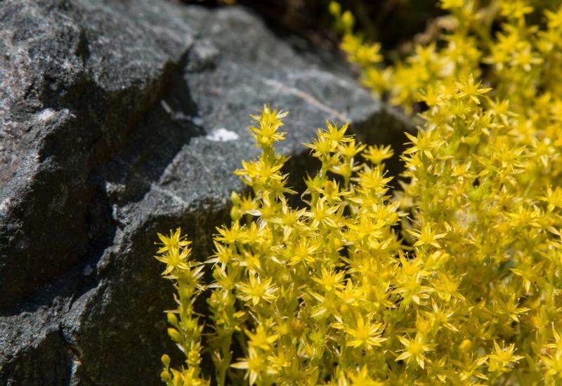 Žednjak (Sedum acre caustic) - Što posaditi uz proljetnice koje su ocvale? Evo 7 prijedloga