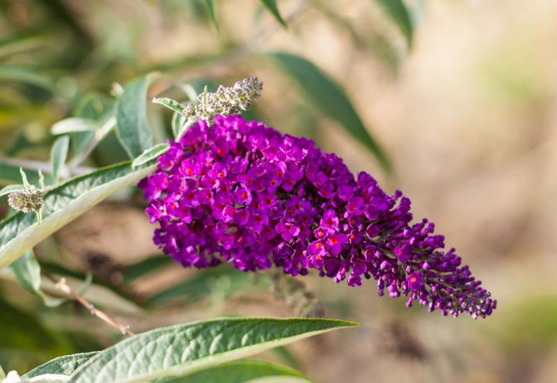 Ljetni jorgovan (Buddleja daviddi) - Što posaditi uz proljetnice koje su ocvale? Evo 7 prijedloga