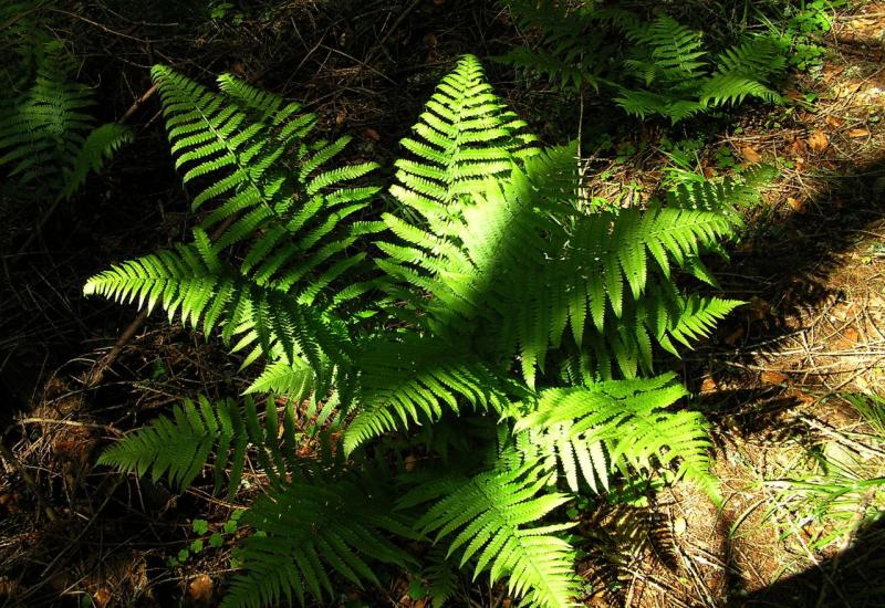 Obična paprat (Dryopteris filix-mas) - Što posaditi uz proljetnice koje su ocvale? Evo 7 prijedloga