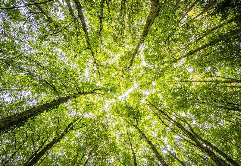 Ministar Hrnjić: Uvjeren sam da ćemo dobiti novi zakon o šumama u FBiH 