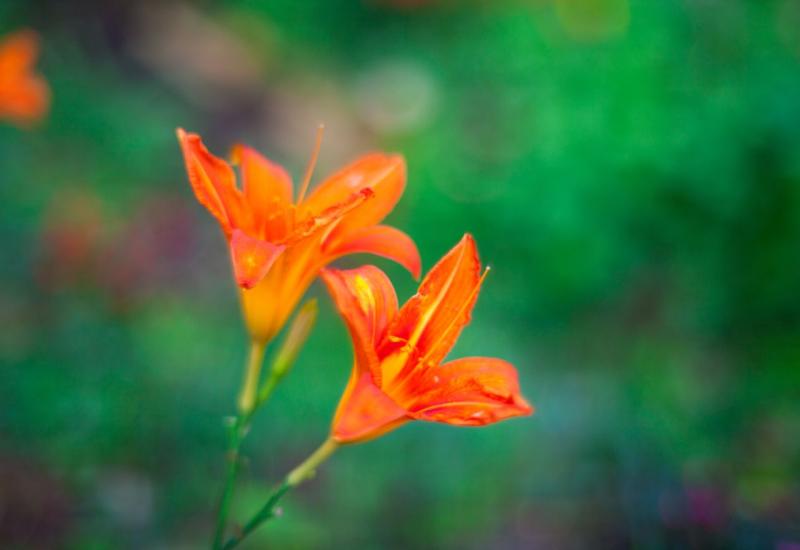 Cvijet dnevnog ljiljana - Otporni cvijet iz dvorišta naših baka koji ne traži brigu 