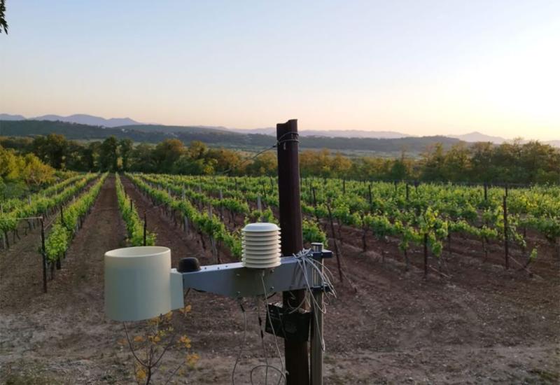 Preporuka vinogradarima: Potrebna zaštita od plamenjače i pepelnice