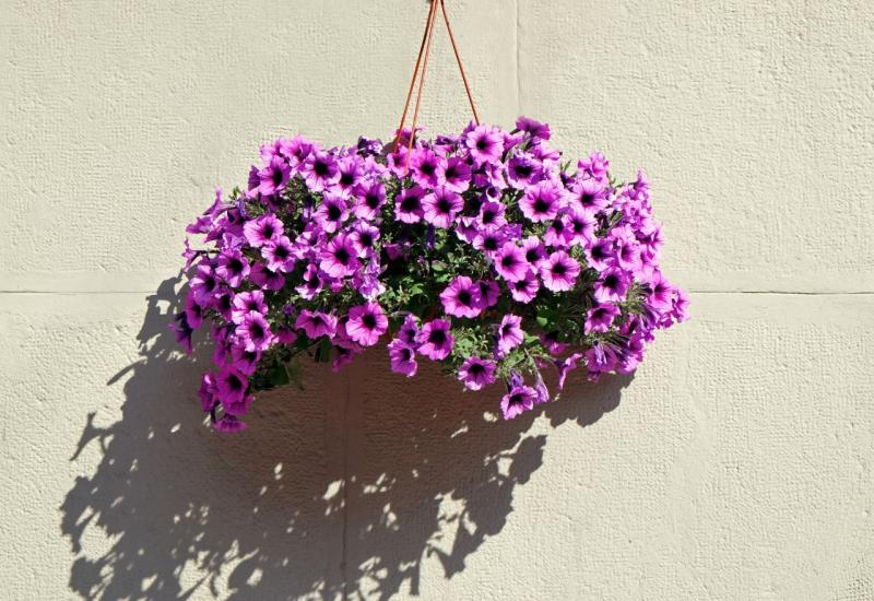 10 najboljih vrsta visećeg cvijeća za vaše balkone