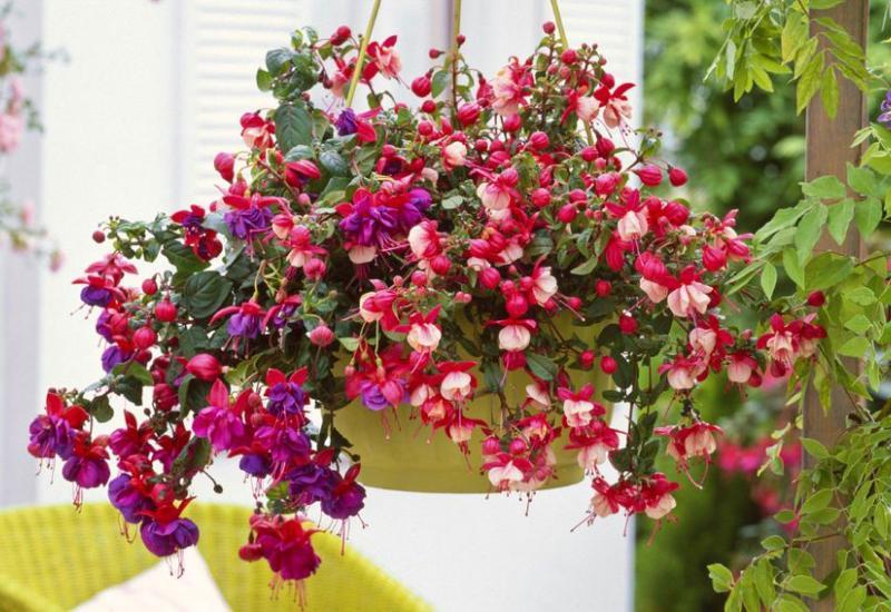 Fuksija - 10 najboljih vrsta visećeg cvijeća za vaše balkone