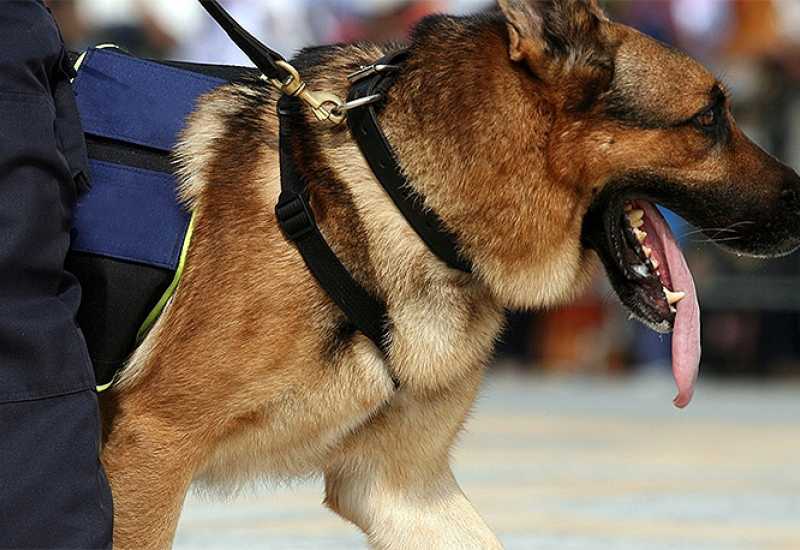 Svirepost prema psu u Lukavici alarmirajuća za sigurnost cijelog društva