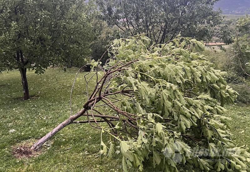 Smokva nije preživjela olujno nevrijeme... - FOTO Nevrijeme napravilo štetu i naseljima oko Mostara
