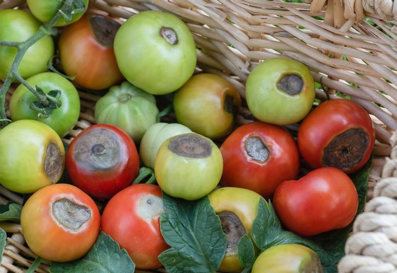 Trunu vam plodovi rajčica i paprika u vrtu: Ovo je 8 razloga zašto 