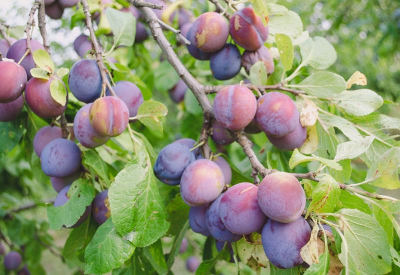 Visoke temperature i voćke: Što se događa s plodom šljive, jabuke i kruške?  