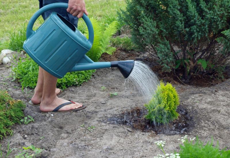 Zalijevate li biljke ujutro ili navečer? Bitan je još jedan čimbenik 