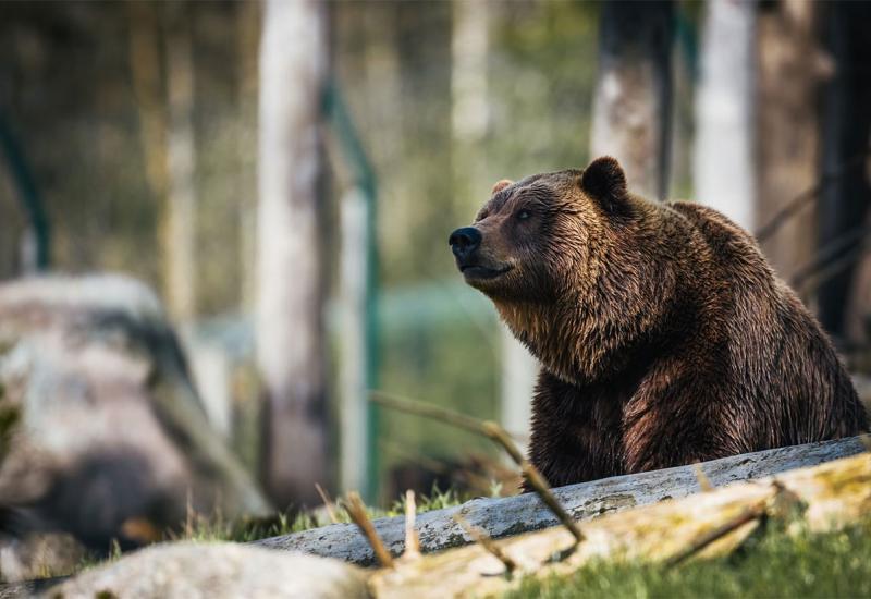 Mrki medvjed napao berača gljiva