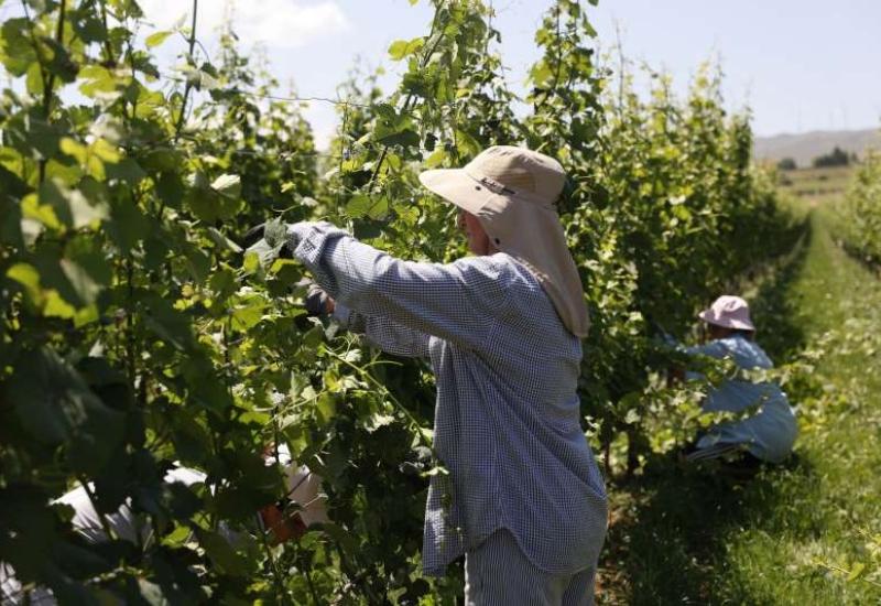 'Planinski' vinogradi na visokim padinama Duvanjskog polja - Evo kako nastaje planinsko vino