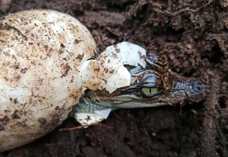 Krokodili koji su bili na rubu izumiranja sada se vraćaju