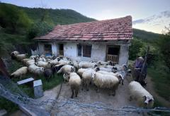 Tko će obitelji Ćorić 'vratiti' zaklane ovce, i tko će zbrinuti nezbrinute pse?