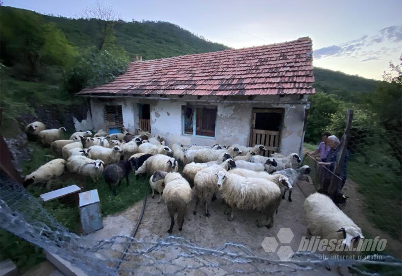 Tko će obitelji Ćorić 'vratiti' zaklane ovce, i tko će zbrinuti nezbrinute pse?