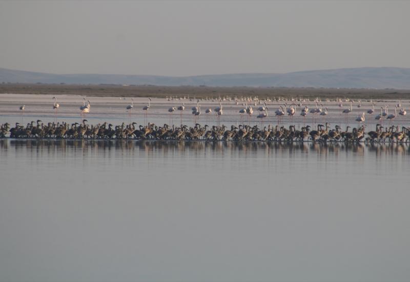 Tisuće flamingosa na jezeru Tuz