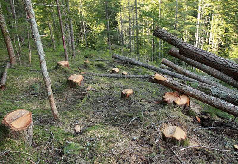 Hoće li BiH zabraniti izvoz neprerađenog drveta?