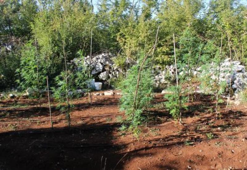 Plantaža u Grudama | Foto: MUP ŽZH - Grude: Uhićen dok je zalijevao travu