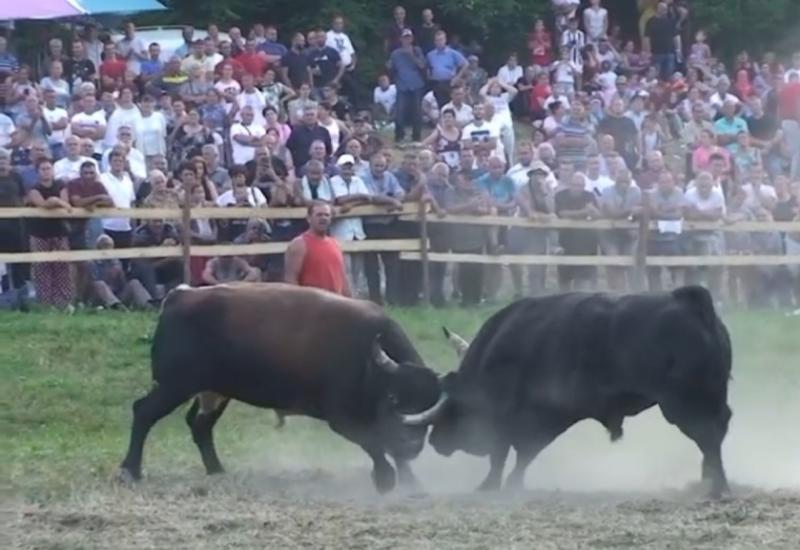 Borba bikova - Sve je spremno za koridu: Stižu Medonja, Cvrle, Zeko, Garonja, Tajson...