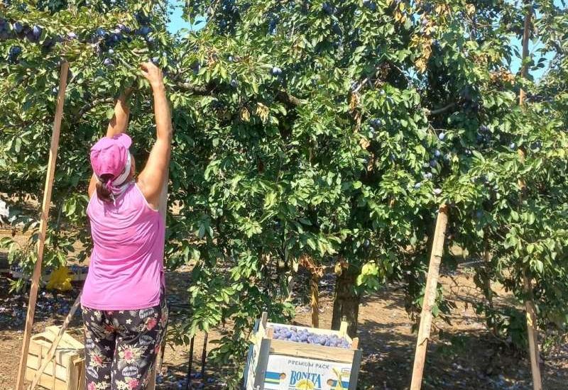 Radnica bere šljive - Šljive rodile, a radnika gotovo da i nema: Ni dnevnica od 80 do 100 KM nije privlačna 