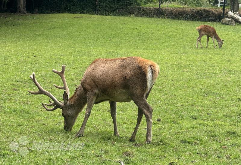 Jeleni - Bljesak u Bunratty Village-u - Krenite s nama na putovanje kroz povijest Irske