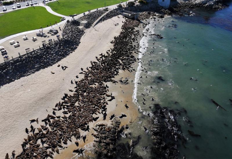 Morski lavovi preplavili plaže u Kaliforniji