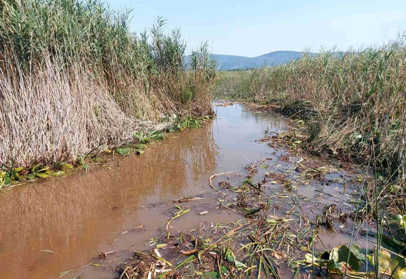 Hutovo Blato - Hutovo Blato: Uklonjena prva od devet barijera kako bi se obnovila migracija riba