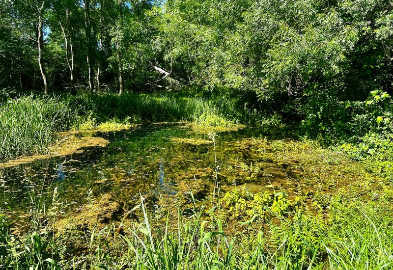 U Parku prirode Hutovo blato 38 biljnih vrsta imaju status ugroženosti