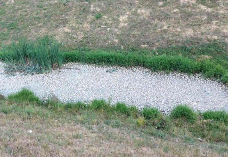 Pomor ribe kod Voćina - Sablasni prizori: Mrtve ribe prekrile kanal