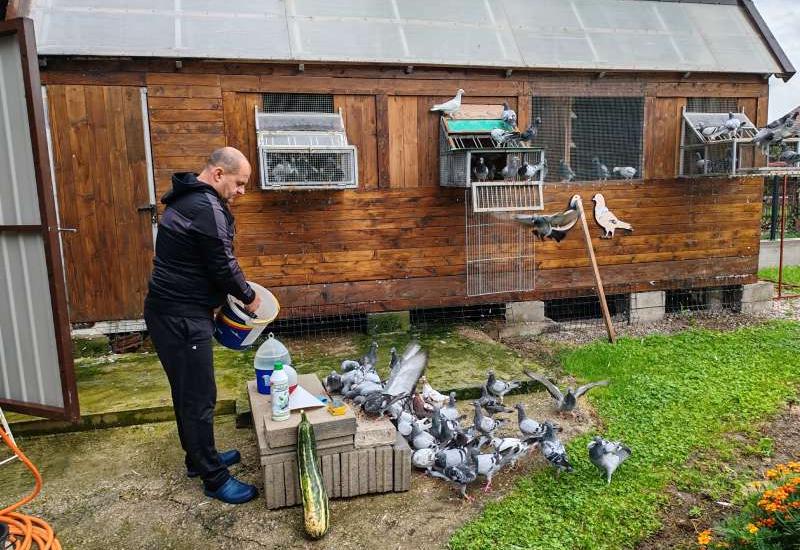 Ljubav prema pticama od djetinjstva - Jasmin već 44 godine s ljubavlju uzgaja golubove