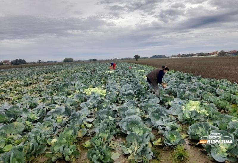 Plantaža obitelji Vakčić - Obitelj proizvela 26 tona kupusa: Imaju poruku za one kojima je skupo