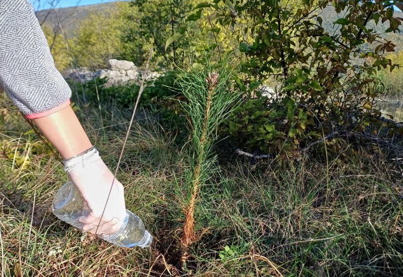 Održana volonterska radionica pošumljavanja bijelog bora na brdu Mikuljača