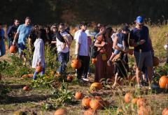 U susret Halloweenu: Amerikanci kupuju bundeve