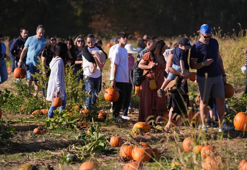 U susret Halloweenu: Amerikanci kupuju bundeve