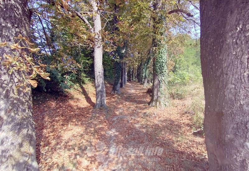 Pakrac, grad grofova Jankovića i slavonskog banovca s kunom