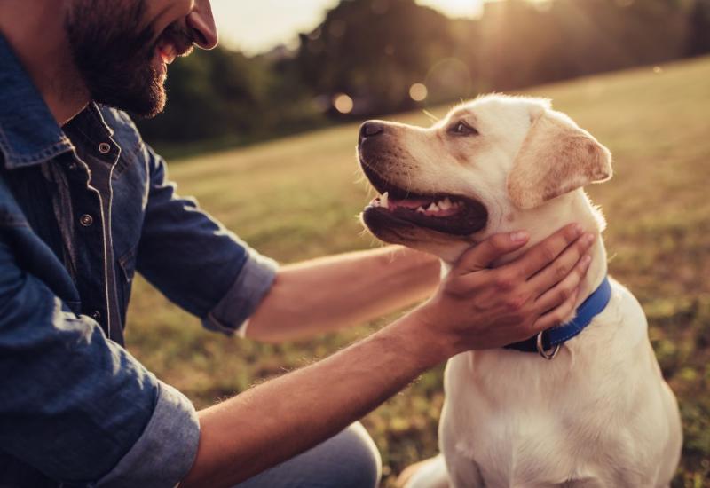 Dogs Trust organizira media priliku tijekom tekućeg gostovanja škole za pse