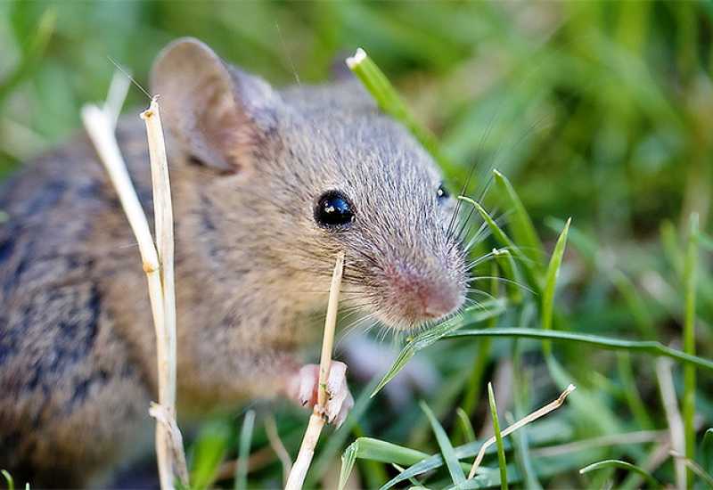 Znanstvenici stvorili miševe s dvije majke