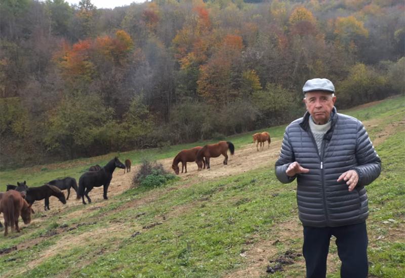 Slovenci kradu bosanskog brdskog konja!