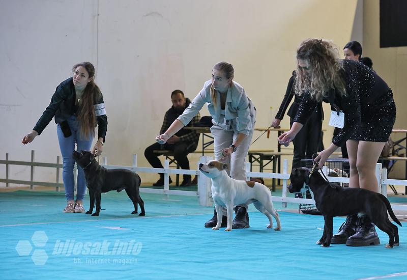 Izložba pasa u Mostaru: CAC i CACIB natjecanje u organizaciji Kinološkog saveza Herceg-Bosne