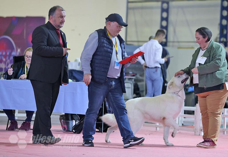 Izložba pasa u Mostaru: CAC i CACIB natjecanje u organizaciji Kinološkog saveza Herceg-Bosne