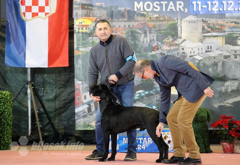 Izložba pasa u Mostaru: CAC i CACIB natjecanje u organizaciji Kinološkog saveza Herceg-Bosne