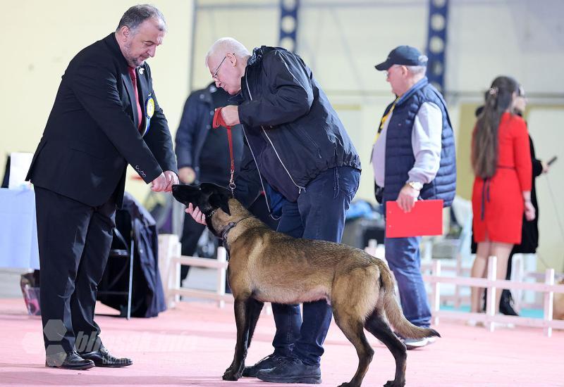 Izložba pasa u Mostaru: CAC i CACIB natjecanje u organizaciji Kinološkog saveza Herceg-Bosne