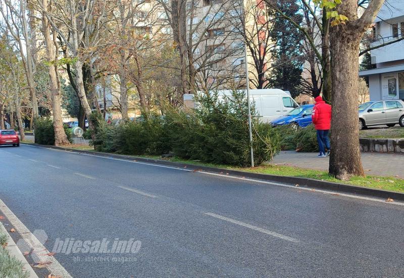 Žive jelke na Aveniji - Kičenje bora u Mostaru: Umjetni ili živi, izbor je na vama