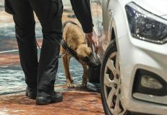 FOTO Policijski psi u akciji: Natjecanje koje demonstrira snagu K9 jedinica u BiH!