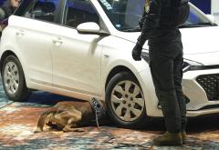 FOTO Policijski psi u akciji: Natjecanje koje demonstrira snagu K9 jedinica u BiH!